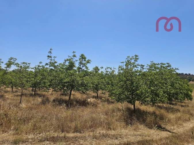 Terreno para Venda em Estremoz (Santa Maria e Santo André) Foto 14