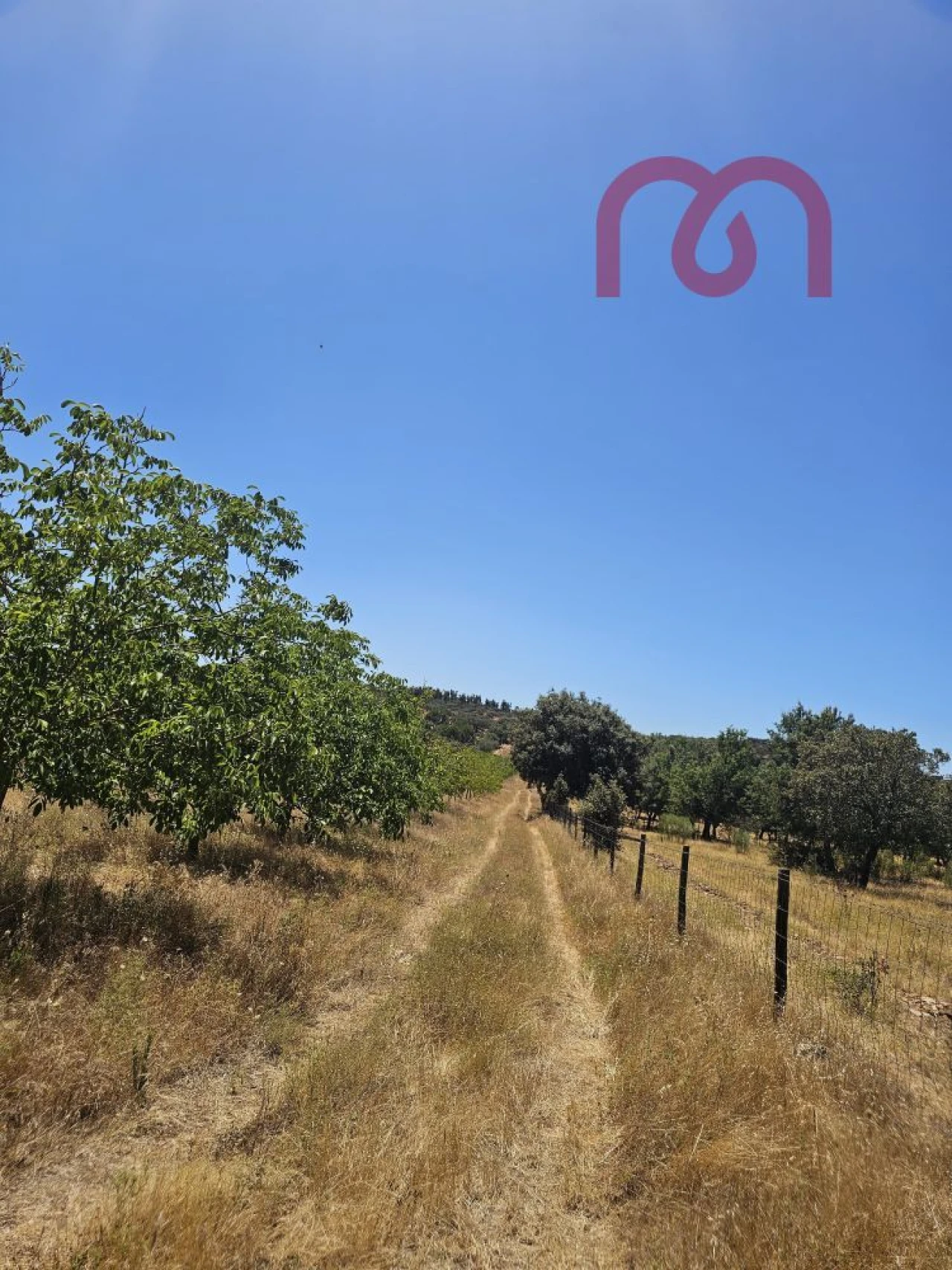 Terreno para Venda em Estremoz (Santa Maria e Santo André) Foto 10