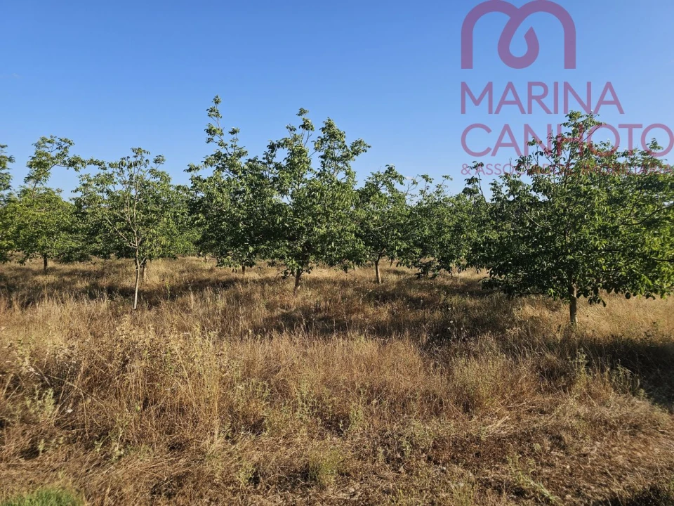 Terreno para Venda em Estremoz (Santa Maria e Santo André) Foto 28