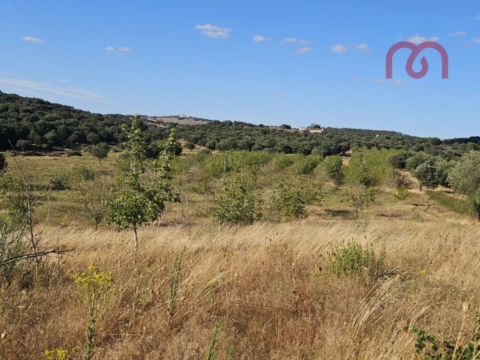 Terreno para Venda em Estremoz (Santa Maria e Santo André) Foto 33