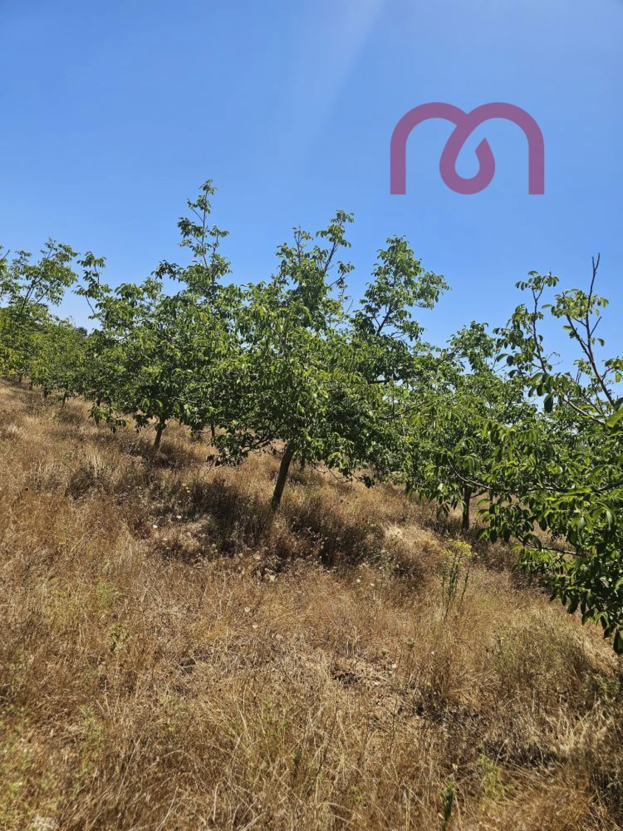 Terreno para Venda em Estremoz (Santa Maria e Santo André) Foto 12
