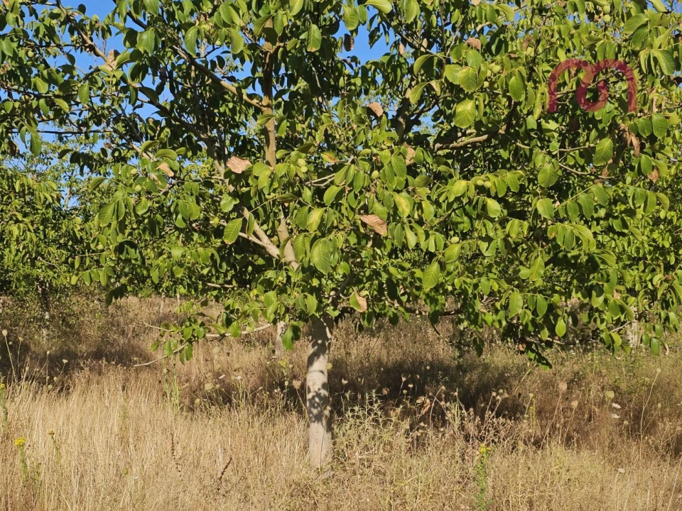 Terreno para Venda em Estremoz (Santa Maria e Santo André) Foto 30