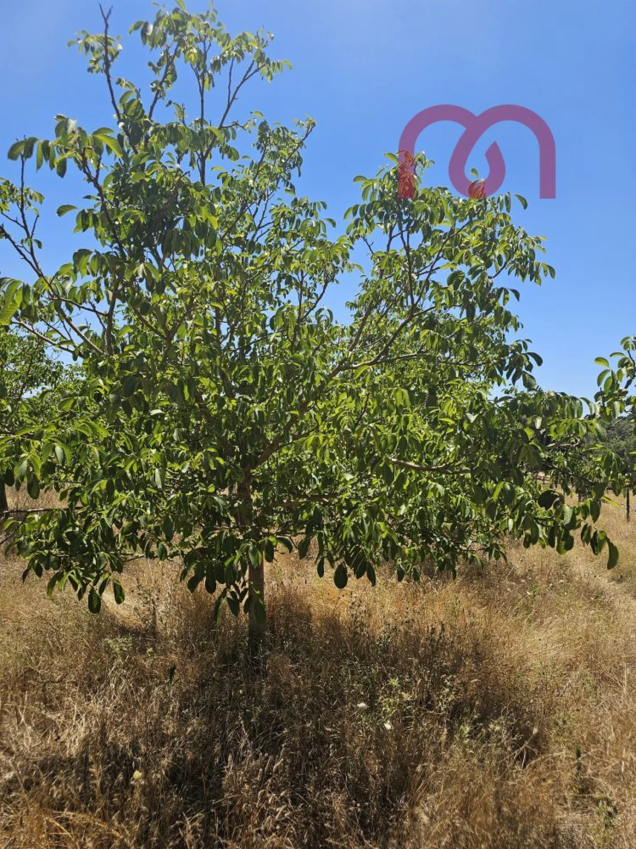 Terreno para Venda em Estremoz (Santa Maria e Santo André) Foto 11