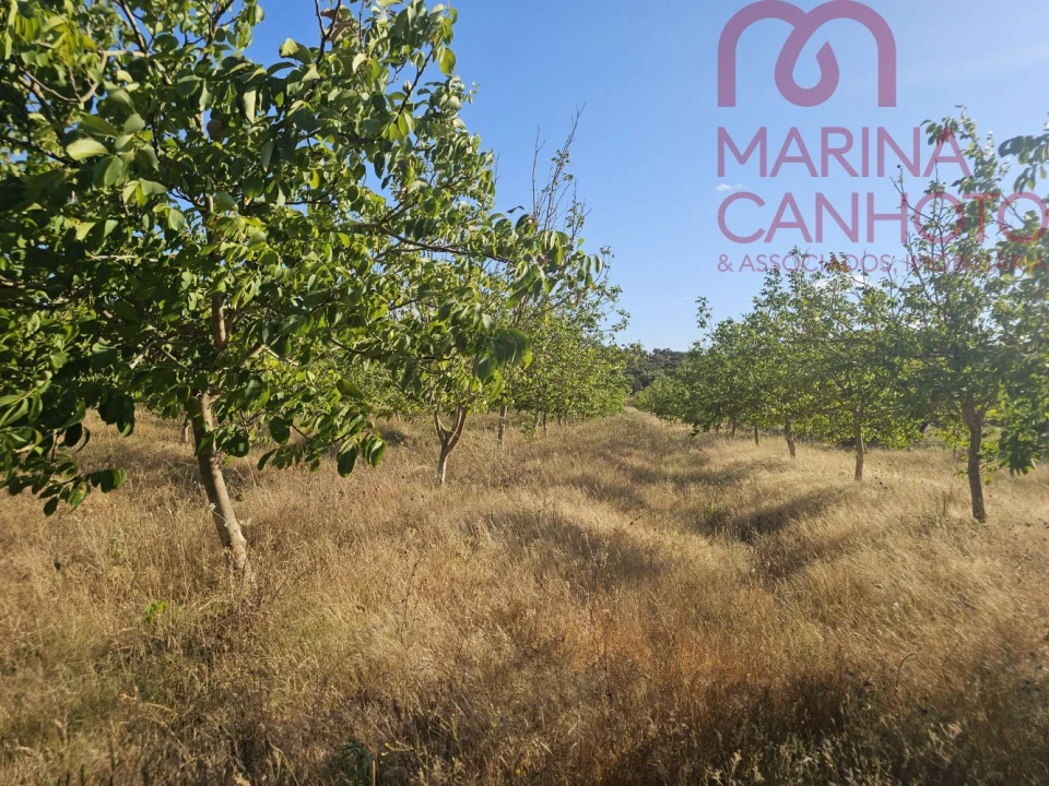 Terreno para Venda em Estremoz (Santa Maria e Santo André) Foto 29