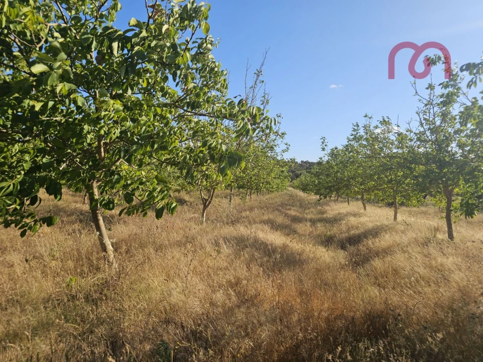 Terreno para Venda em Estremoz (Santa Maria e Santo André) Foto 29