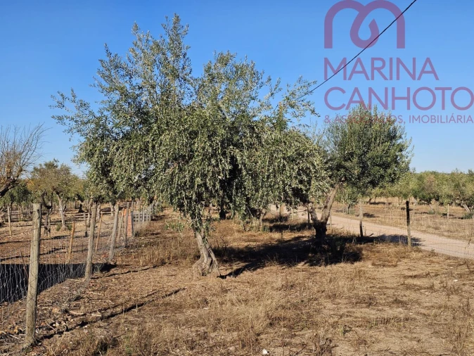 Moradia T3 para Venda em Santo Aleixo Foto 27