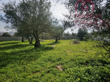 Terreno para Venda em Borba (Matriz)