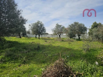 Terreno para Venda em Borba (Matriz)