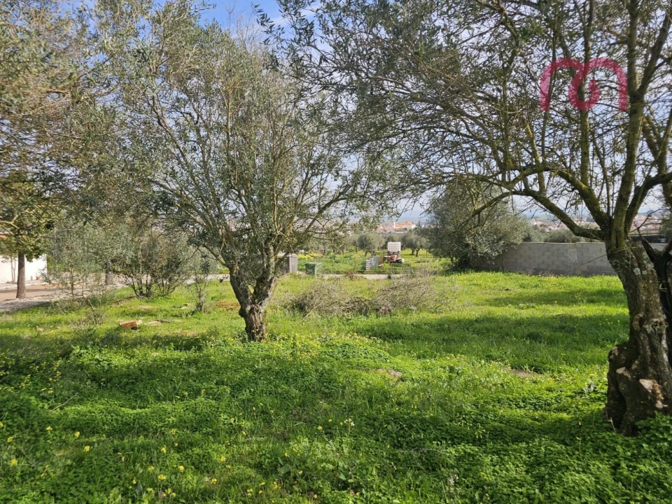 Terreno para Venda em Borba (Matriz) Foto 7