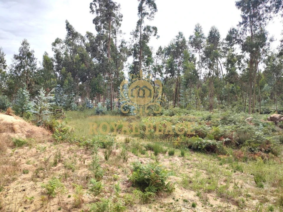 Terreno para Venda em Lobão, Gião, Louredo e Guisande Foto 4