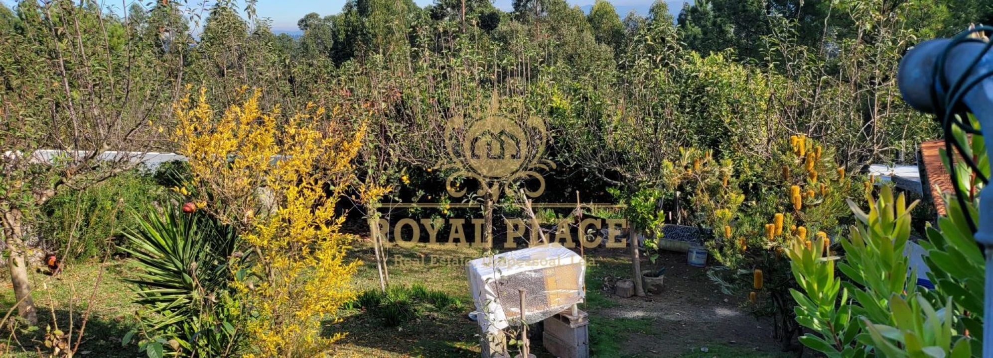 Terreno para Venda em Sanguedo Foto 3