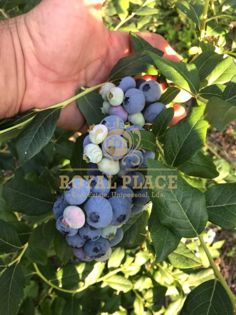 Quinta T1 para Venda em O. Azeméis, Riba-Ul, Ul, Macinhata Seixa, Madail