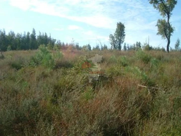 Terreno para Venda em Sertã