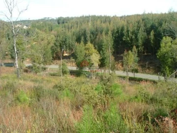 Terreno para Venda em Sertã