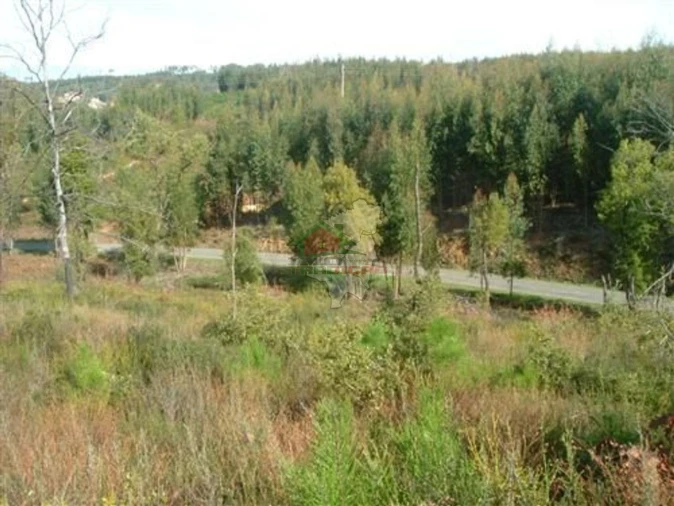 Terreno para Venda em Sertã Foto 2