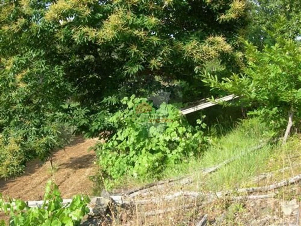 Terreno para Venda em Troviscal Foto 10