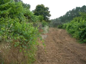 Terreno para Venda em Troviscal