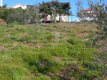 Terreno para Venda em Cernache do Bonjardim, Nesperal e Palhais