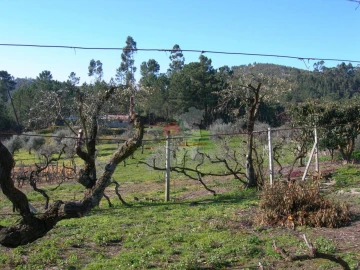 Terreno para Venda em Cernache do Bonjardim, Nesperal e Palhais