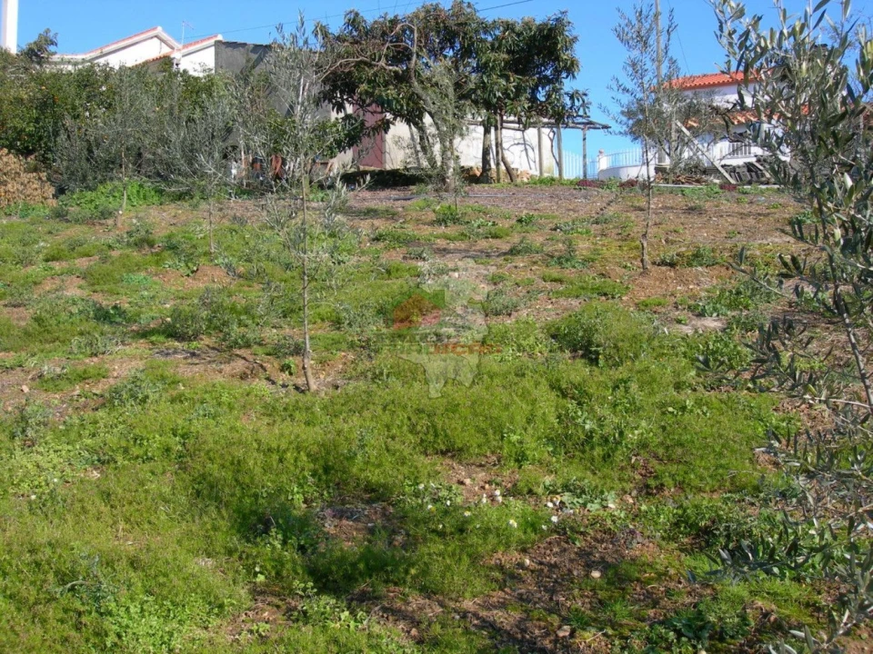 Terreno para Venda em Cernache do Bonjardim, Nesperal e Palhais Foto 6