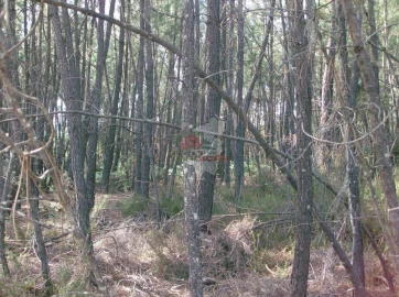 Terreno para Venda em Sertã