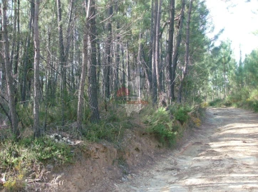 Terreno para Venda em Sertã