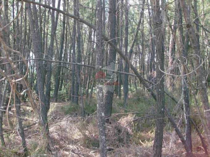 Terreno para Venda em Sertã Foto 2
