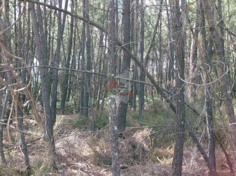 Terreno para Venda em Sertã Foto 2