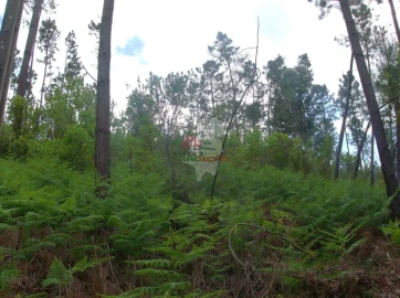 Terreno para Venda em Graça