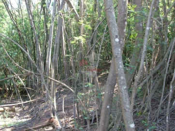 Terreno para Venda em Graça