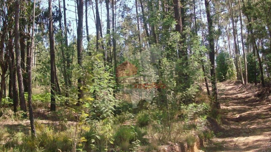 Terreno para Venda em Graça