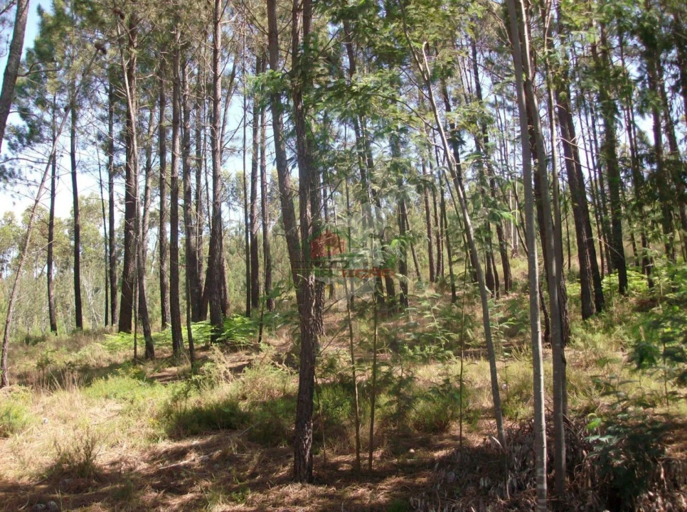 Terreno para Venda em Graça Foto 2