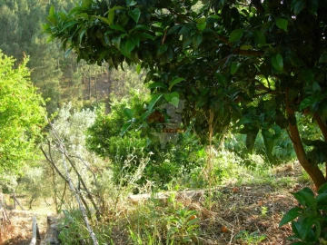 Terreno para Venda em Troviscal