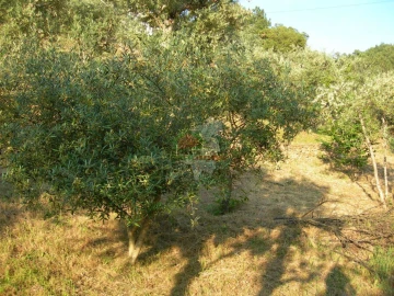 Terreno para Venda em Troviscal