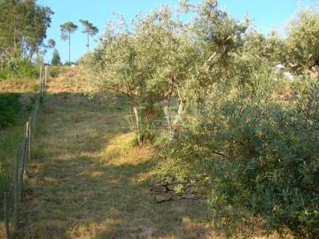 Terreno para Venda em Troviscal