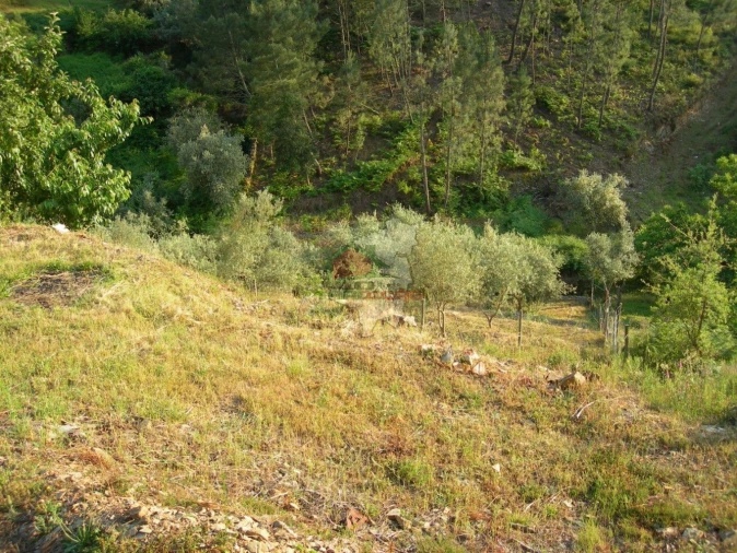 Terreno para Venda em Troviscal Foto 6