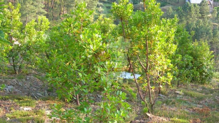 Terreno para Venda em Troviscal