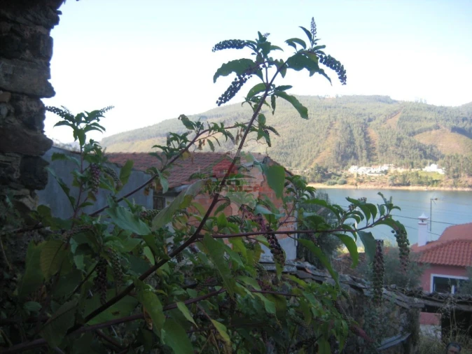 Moradia T1 para Venda em Cernache do Bonjardim, Nesperal e Palhais Foto 7