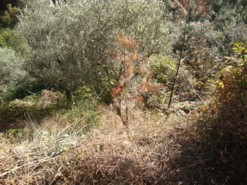 Terreno para Venda em Troviscal