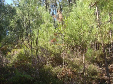 Terreno para Venda em Troviscal