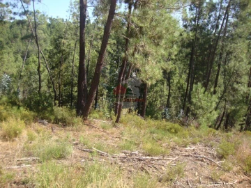 Terreno para Venda em Troviscal