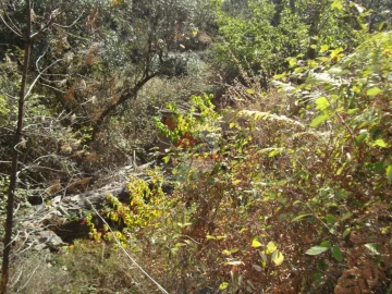 Terreno para Venda em Troviscal