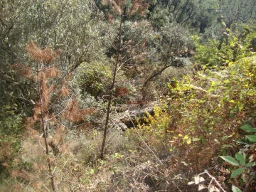 Terreno para Venda em Troviscal