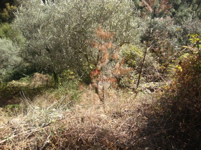 Terreno para Venda em Troviscal Foto 7
