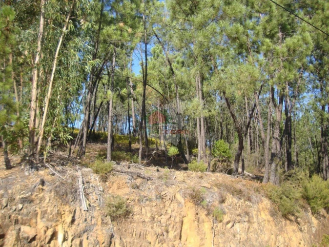 Terreno para Venda em Troviscal Foto 3