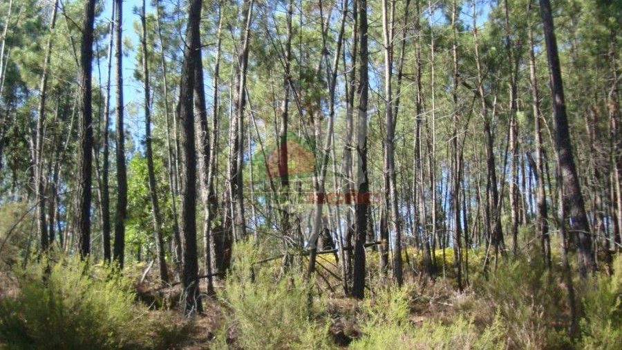 Terreno para Venda em Troviscal