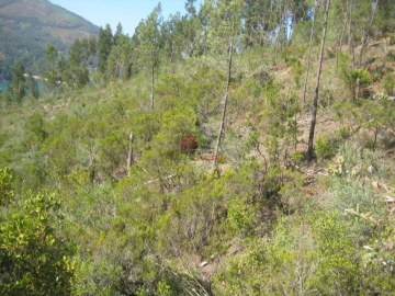 Terreno para Venda em Cernache do Bonjardim, Nesperal e Palhais