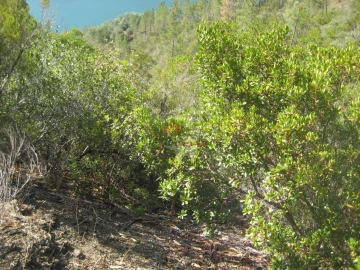 Terreno para Venda em Cernache do Bonjardim, Nesperal e Palhais