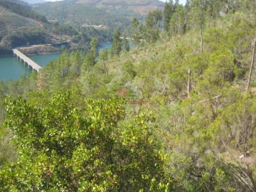 Terreno para Venda em Cernache do Bonjardim, Nesperal e Palhais