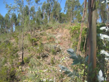 Terreno para Venda em Cernache do Bonjardim, Nesperal e Palhais